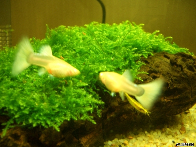 孔雀 {白禮服白子 }