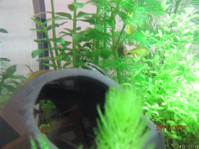 求救....我的魚都懶懶的