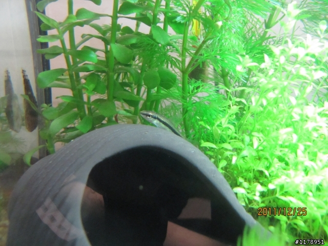 求救....我的魚都懶懶的