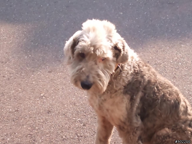 台南中華西路文平公園的古代牧羊犬-尋找愛心人士