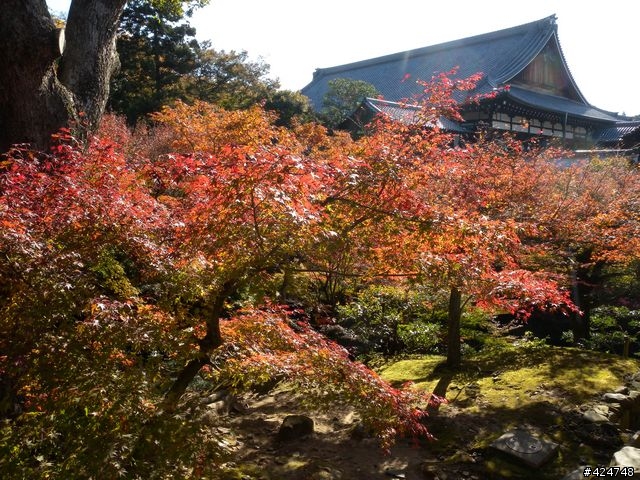 [京都]賞楓@東福寺