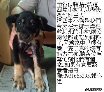 讓這四隻小狗可以盡快找到好主人