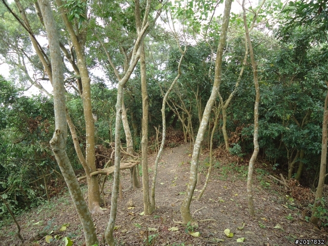 12/15南化北寮糖子恩山(鈺鼎步道)