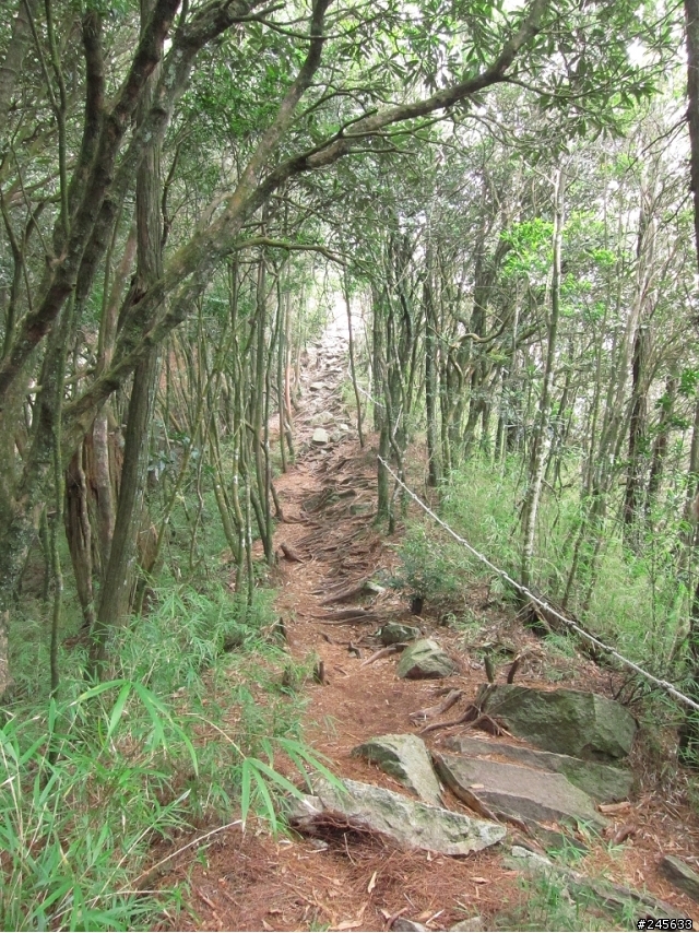 大雪山支線鳶嘴山一日遊(圖多)