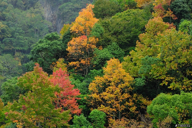 秀巒楓葉