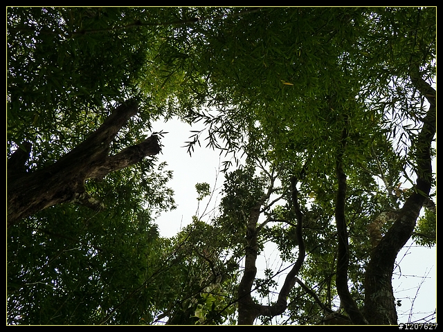2011.12.26_水社寮-水水古道(順登五棲嶺)