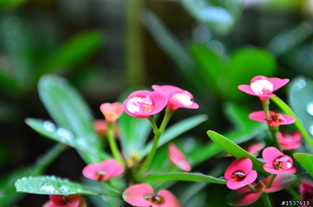 小花和水珠的相遇