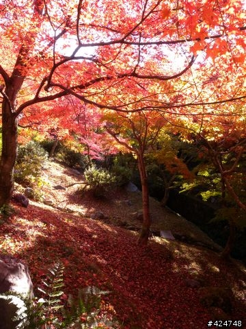 [京都]賞楓@東福寺