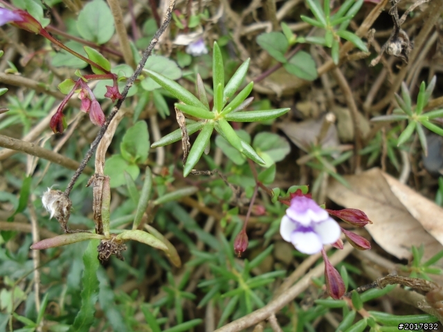 12/15南化北寮糖子恩山(鈺鼎步道)