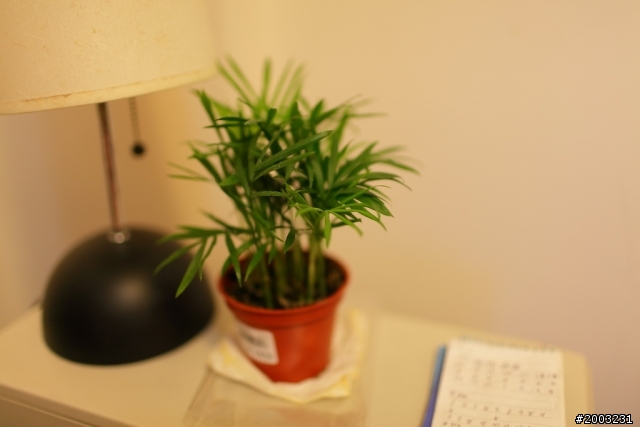 35mm f1.4定焦鏡的誘惑