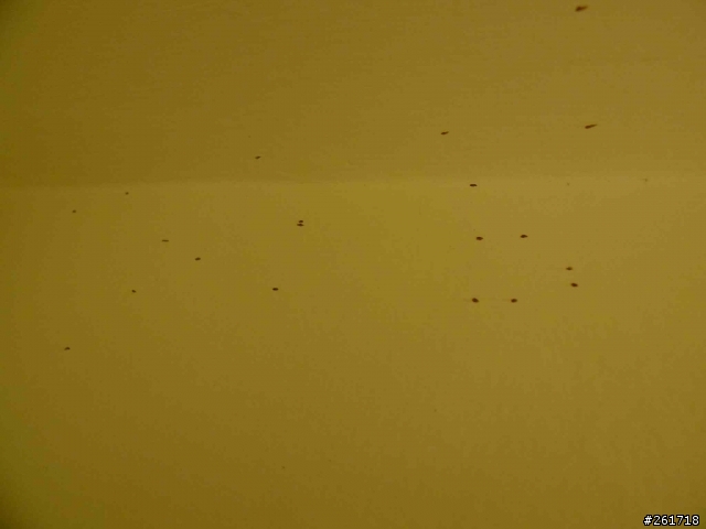 牆壁上出現紅色點點...請問大家知道是什麼嗎？