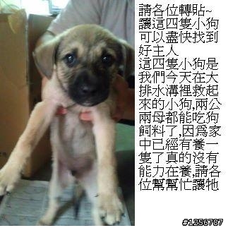 讓這四隻小狗可以盡快找到好主人