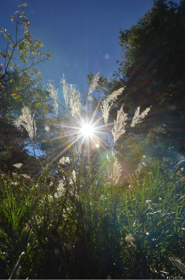 大雪山 楓與山與嵐的交織