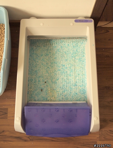 [簡陋開箱文] ScoopFree自動清貓砂機(水晶砂款)
