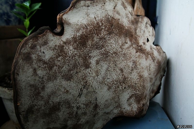 可以請教植物達人這是甚麼嗎?