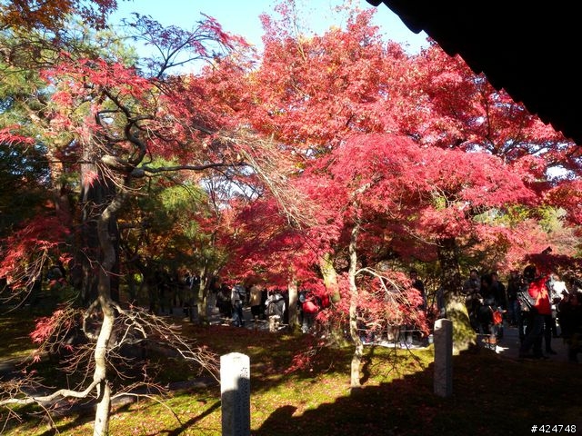 [京都]賞楓@東福寺