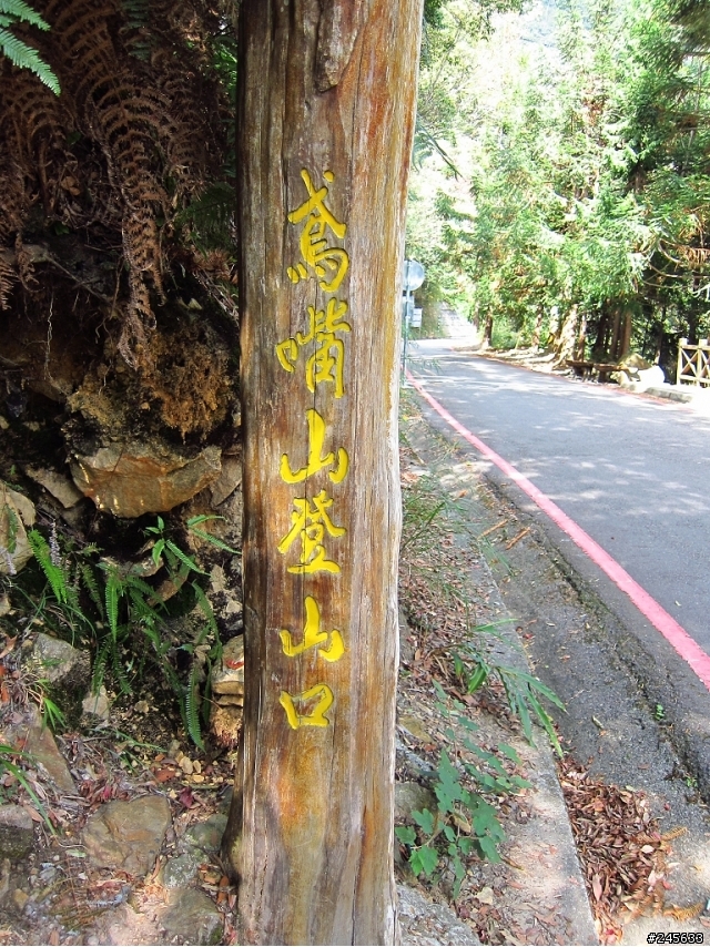大雪山支線鳶嘴山一日遊(圖多)