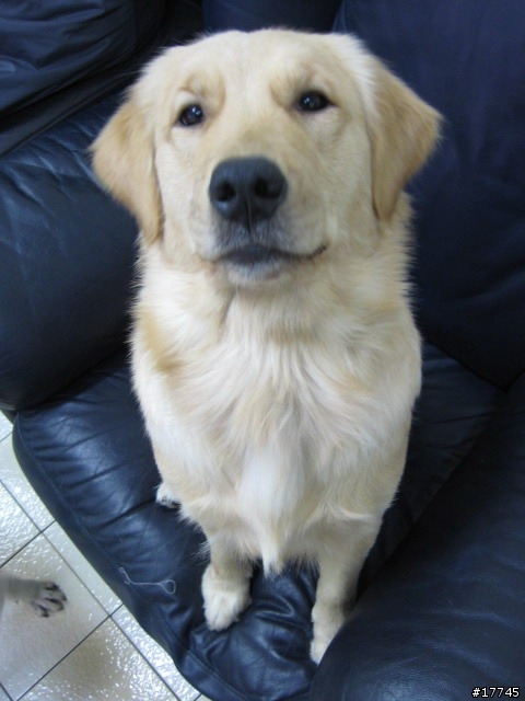 三重 撿到中型母黃金獵犬 尋原主人!