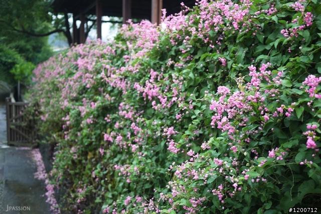 「苗栗」巧克力雲莊