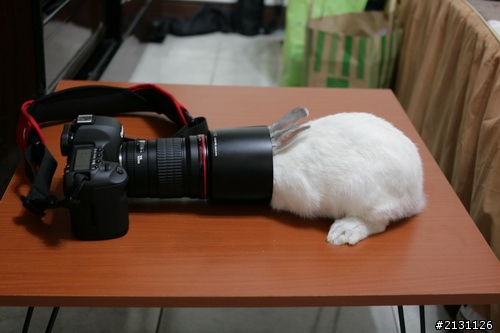 當5D II 終於脫離無敵兔的魔掌...補圖