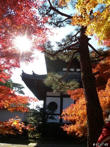 [京都]賞楓@東福寺