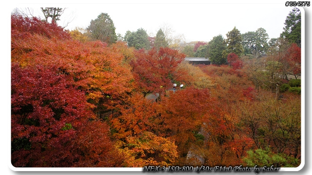 NEX-3 京都東福寺賞楓