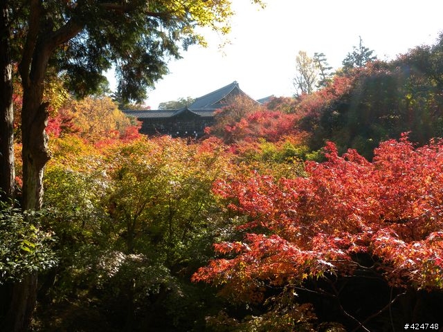 [京都]賞楓@東福寺