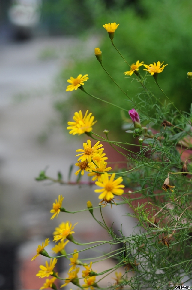 Nikon AF 50mm F1.4D也來蓋公寓