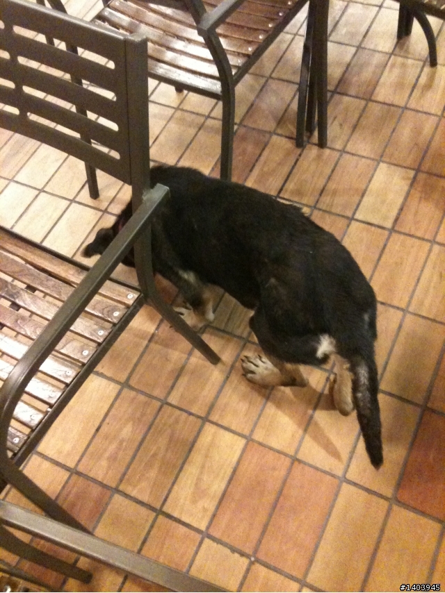 屏東自由路上麥當勞的流浪犬