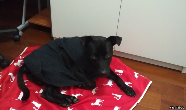 請幫比特犬找主人