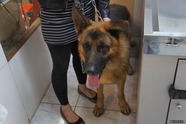 <已送出> 年約2歲德國狼犬 - 二九