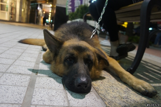 <已送出> 年約2歲德國狼犬 - 二九