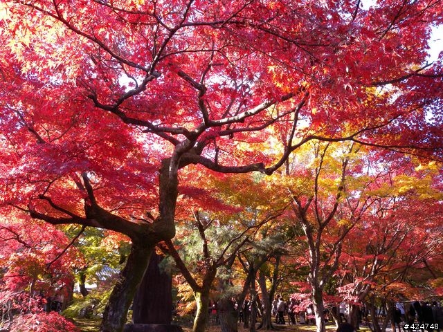[京都]賞楓@東福寺