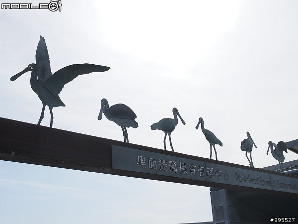 (照片)12/18星期日台江賞鳥行
