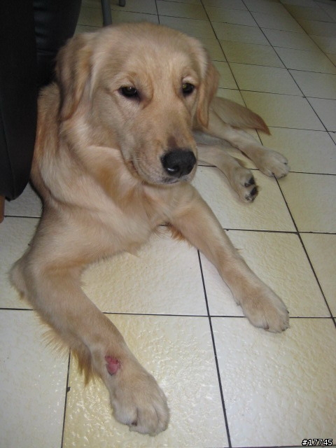 三重 撿到中型母黃金獵犬 尋原主人!