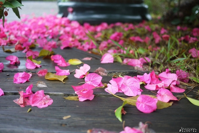「苗栗」巧克力雲莊