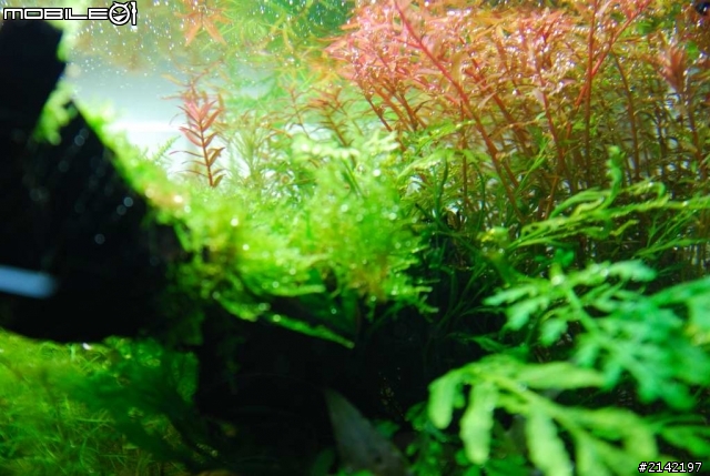 水草造景貼圖分享   2尺 ADA  60P 水森林   大家也來分享 自己的水族缸中的自然吧