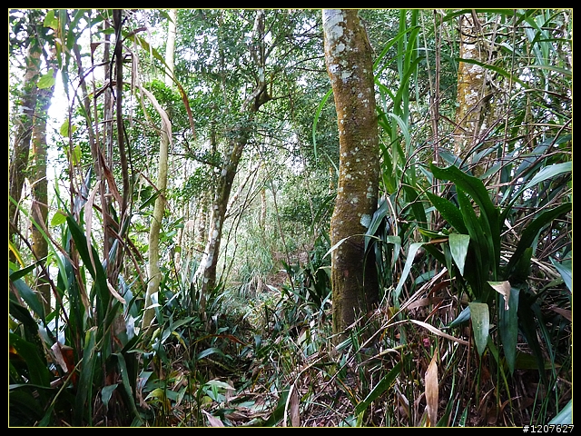 2011.12.26_水社寮-水水古道(順登五棲嶺)