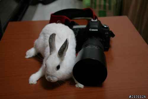 當5D II 終於脫離無敵兔的魔掌...補圖