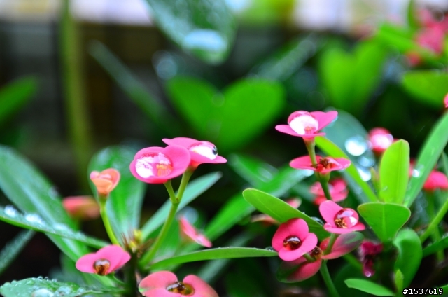 小花和水珠的相遇