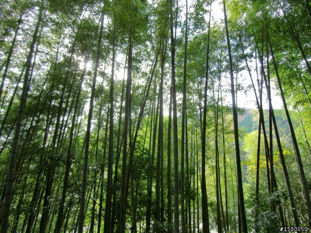 （日本小品）高知四万十川悠閒騎 2011/11/30