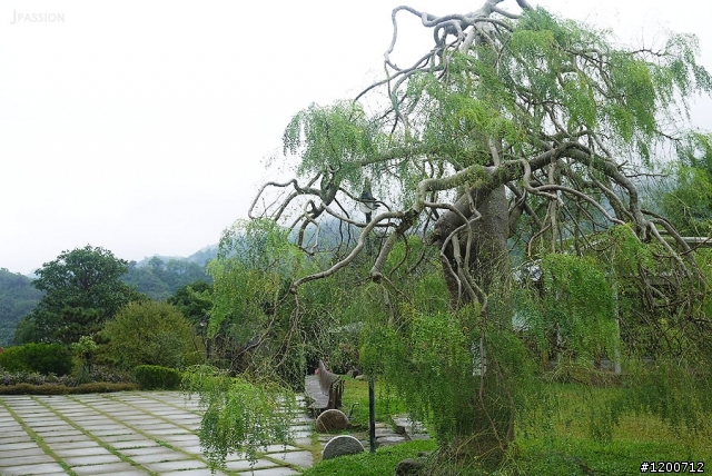 「苗栗」巧克力雲莊