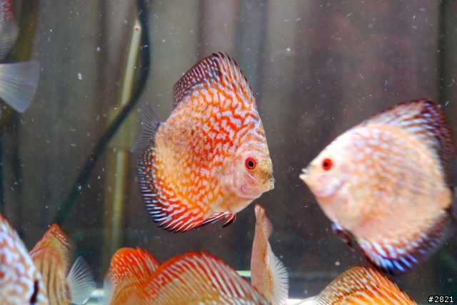 四個多月的七彩神仙（圖多）