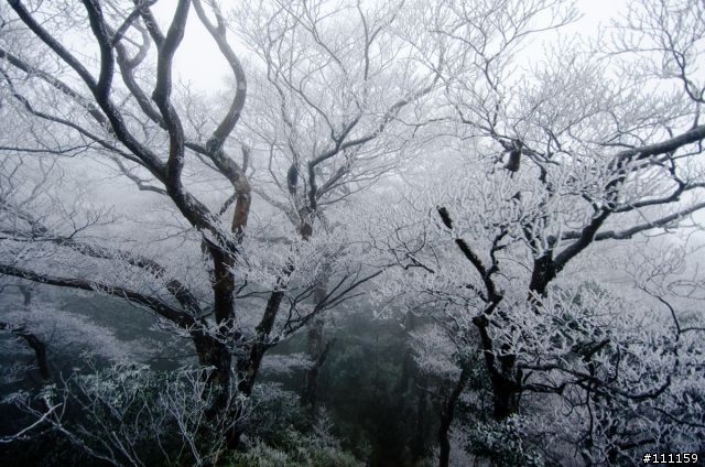 刀峰上的糖霜‧北插天山霧淞