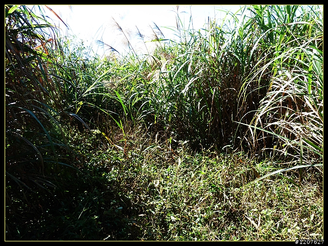 2011.12.07_首探獨立山頭-大坪山