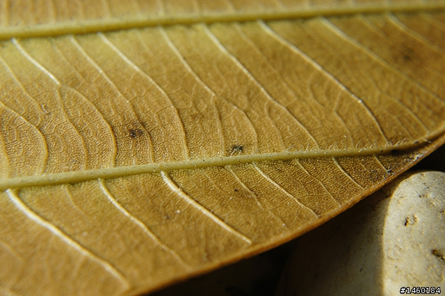 【土炮】又一個NEX自製近攝鏡，我與蟲子~(close up)