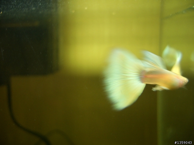 孔雀 {白禮服白子 }