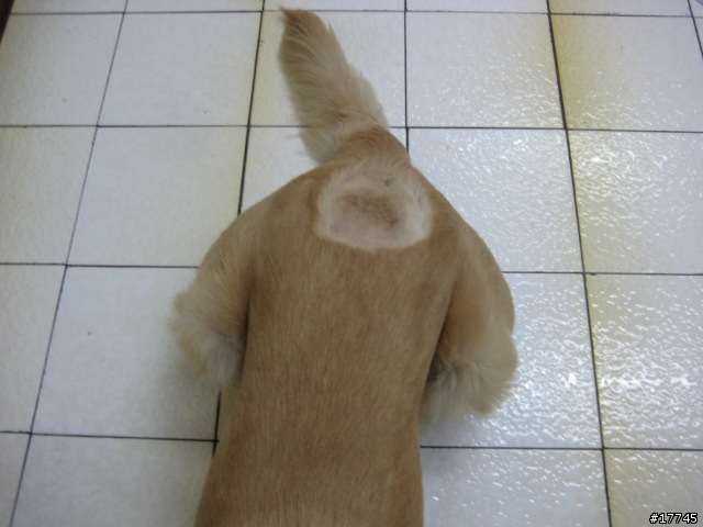三重 撿到中型母黃金獵犬 尋原主人!