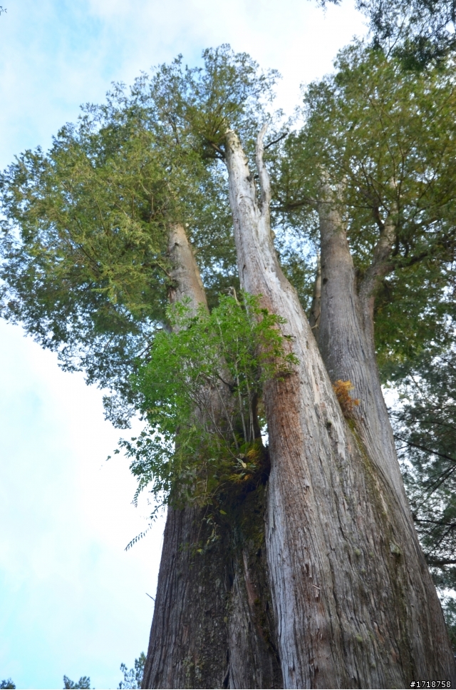 大雪山 楓與山與嵐的交織