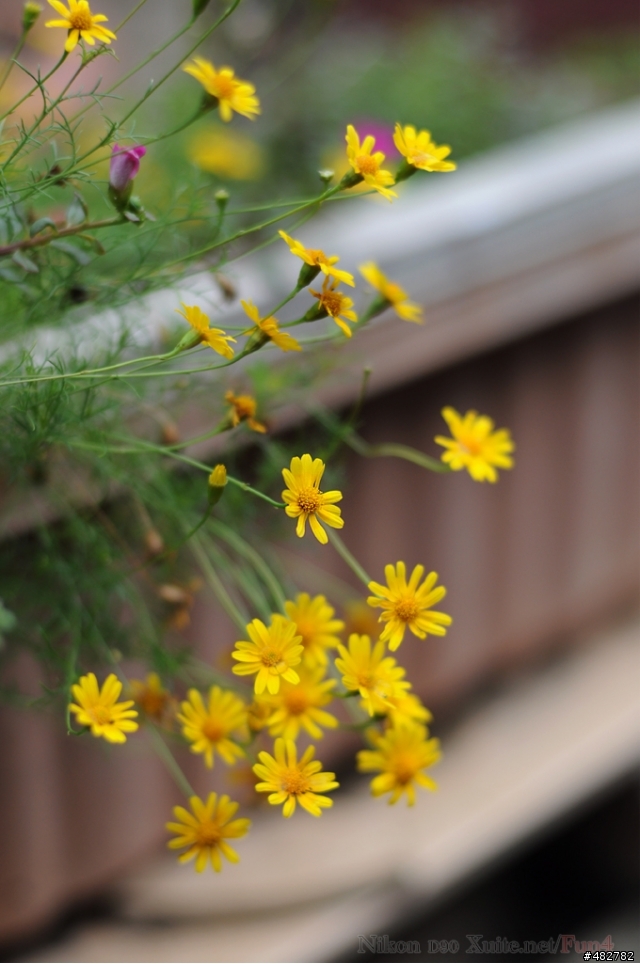 Nikon AF 50mm F1.4D也來蓋公寓